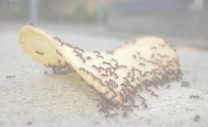 Ant Management in Porirua